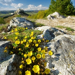 Distant view on Spiš castle - Perfect climate - in winter cold, warm in summer