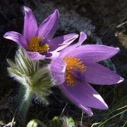 Poniklec - National park - Perfect climate - in winter cold, warm in summer