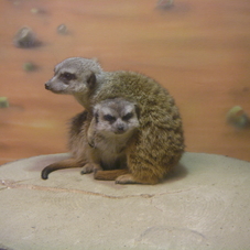 ZOO SNV - suricates